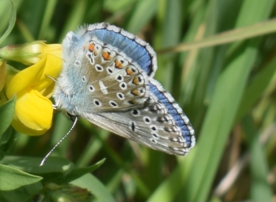 Polyommatus bellargus anomala?